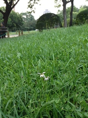 Lobelia chinensis