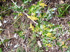Searsia laevigata