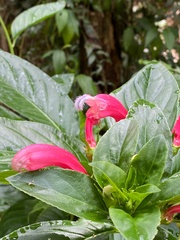 Centropogon cornutus