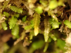 Odontoschisma denudatum