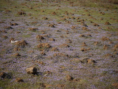 Hygrophila serpyllum