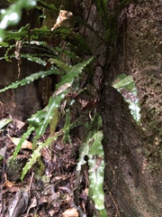 Lomariopsis boninensis