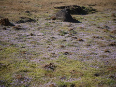 Hygrophila serpyllum