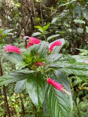 Centropogon cornutus