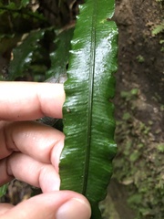 Lomariopsis boninensis