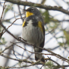 Setophaga coronata auduboni