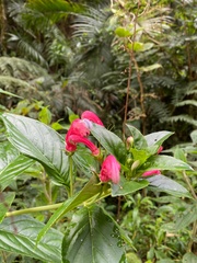 Centropogon cornutus