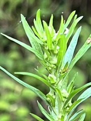 Rumex japonicus
