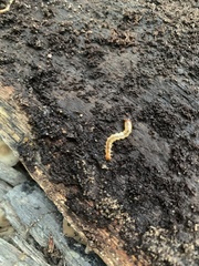 Lithobiomorpha