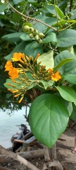 Cordia sebestena