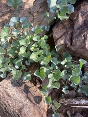 Dichondra argentea