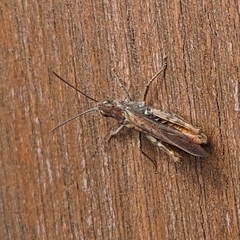 Chorthippus brunneus