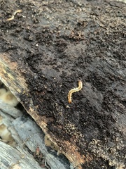 Lithobiomorpha