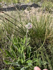 Echiostachys ecklonianus