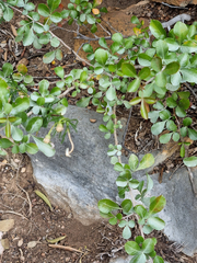 Searsia laevigata