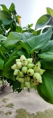 Cordia sebestena