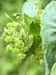 Rumex japonicus