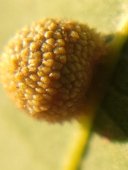 Acraspis quercushirta