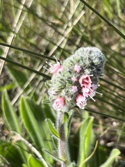 Echiostachys ecklonianus