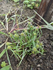 Cyperus brevifolius