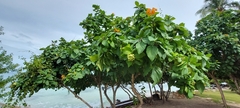 Cordia sebestena