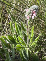Echiostachys ecklonianus