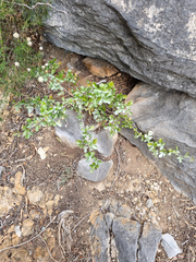 Searsia laevigata