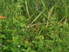 Drymobius margaritiferus