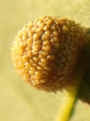 Acraspis quercushirta