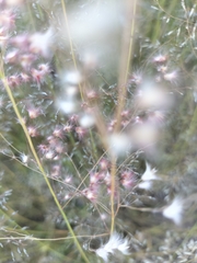 Melinis repens