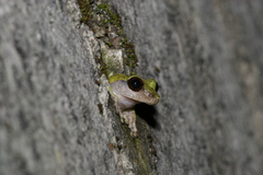Kurixalus eiffingeri