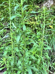 Rumex japonicus