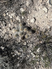 Echinocereus stramineus