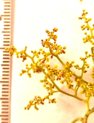 Searsia laevigata