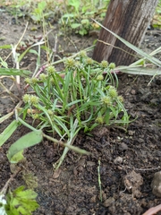 Cyperus brevifolius