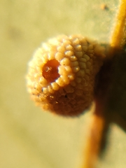 Acraspis quercushirta