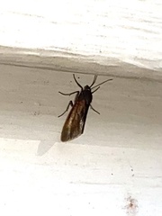 Virbia laeta
