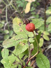 Rosa acicularis