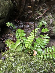 Bolbitis appendiculata