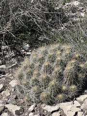 Echinocereus stramineus