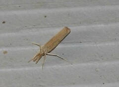 Agriphila attenuatus