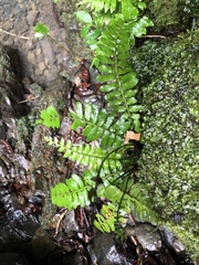 Bolbitis appendiculata