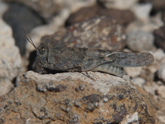 Sphingonotus rubescens