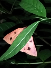Thyas juno