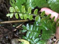 Bolbitis appendiculata