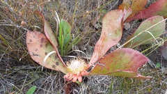 Protea acaulos