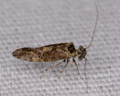 Myopsocidae