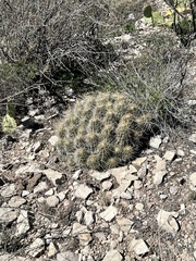 Echinocereus stramineus