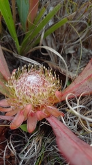 Protea acaulos