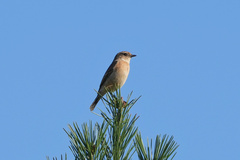 Saxicola stejnegeri